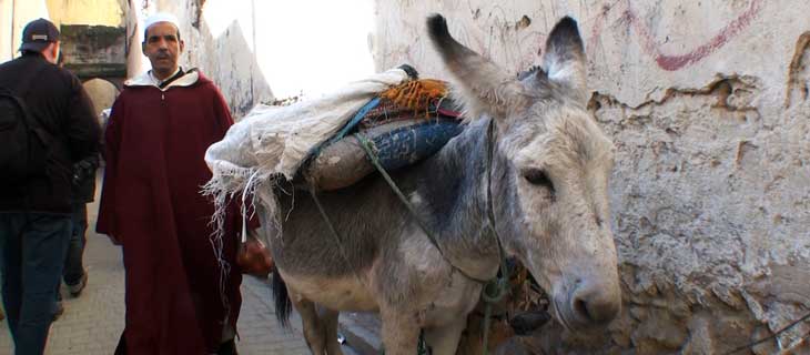 El transporte de material en la Medina de Fez se realiza con animales